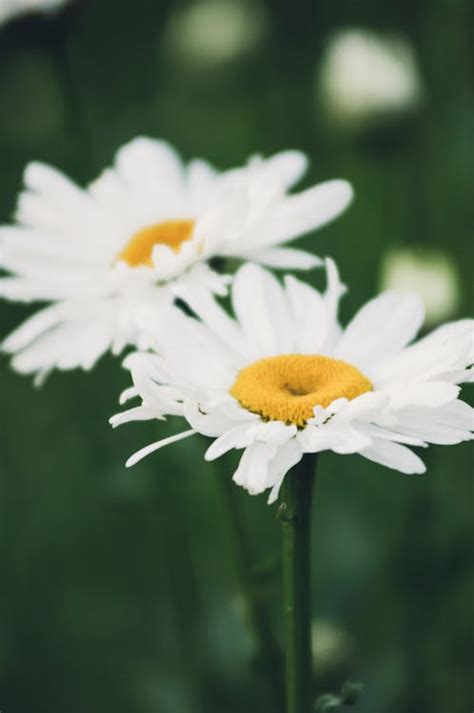 白色小雛菊花語|雛菊的花語寓意有哪些呢？